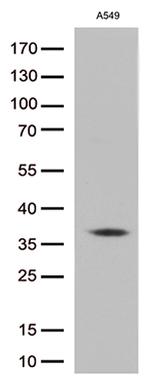EFHD1 Antibody in Western Blot (WB)