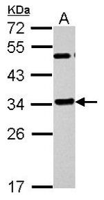 EFHD2 Antibody in Western Blot (WB)