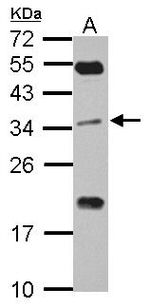 EFHD2 Antibody in Western Blot (WB)