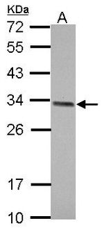 EFHD2 Antibody in Western Blot (WB)