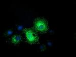 EFNA2 Antibody in Immunocytochemistry (ICC/IF)