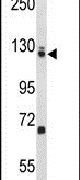 EFTUD2 Antibody in Western Blot (WB)