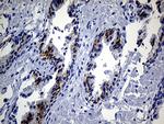 EGF Antibody in Immunohistochemistry (Paraffin) (IHC (P))