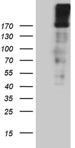 EGF Antibody in Western Blot (WB)