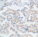 EGFL7 Antibody in Immunohistochemistry (IHC)