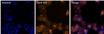 EGFR Recombinant Rabbit Monoclonal Antibody (30H45L48), Alexa Fluor™ 555