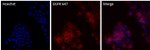 EGFR Recombinant Rabbit Monoclonal Antibody (30H45L48), Alexa Fluor™ 647