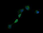 EGFR Antibody in Immunocytochemistry (ICC/IF)