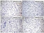 EGFR L858R Antibody in Immunohistochemistry (Paraffin) (IHC (P))