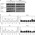 Phospho-EGFR (Tyr1068) Antibody in Western Blot (WB)