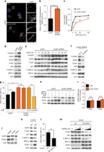 EGFR Antibody in Western Blot (WB)