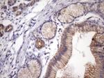 EGLN2 Antibody in Immunohistochemistry (Paraffin) (IHC (P))
