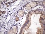 EGLN2 Antibody in Immunohistochemistry (Paraffin) (IHC (P))