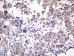 EGLN2 Antibody in Immunohistochemistry (Paraffin) (IHC (P))