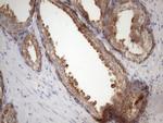 EGLN2 Antibody in Immunohistochemistry (Paraffin) (IHC (P))