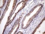 EGLN2 Antibody in Immunohistochemistry (Paraffin) (IHC (P))