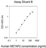 Human METAP2 ELISA Kit