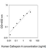 Human Cathepsin A/CTSA ELISA Kit
