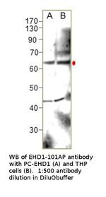 EHD1 Polyclonal Antibody