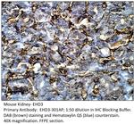 EHD3 Polyclonal Antibody