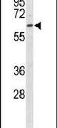 EHD3 Antibody in Western Blot (WB)