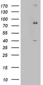 EHHADH Antibody in Western Blot (WB)