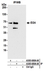EI24 Polyclonal Antibody