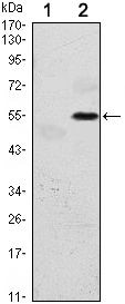 PERK Monoclonal Antibody (5G5)