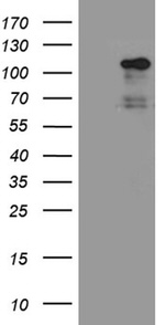 EIF2C1 Antibody in Western Blot (WB)