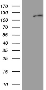 EIF2C1 Antibody in Western Blot (WB)