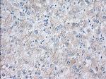 EIF2S1 Antibody in Immunohistochemistry (Paraffin) (IHC (P))
