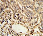 eIF4A2 Antibody in Immunohistochemistry (IHC)