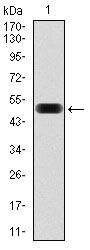 eIF4B Antibody in Western Blot (WB)