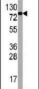 eIF4B Antibody in Western Blot (WB)