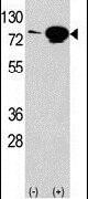 eIF4B Antibody in Western Blot (WB)