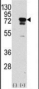 eIF4B Antibody in Western Blot (WB)
