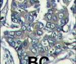 eIF4E2 Antibody in Immunohistochemistry (IHC)