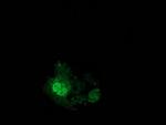 EIF4E2 Antibody in Immunocytochemistry (ICC/IF)