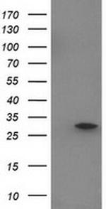 EIF4E2 Antibody in Western Blot (WB)