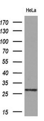 EIF4E2 Antibody in Western Blot (WB)