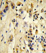 eIF4E2 Antibody in Immunohistochemistry (IHC)