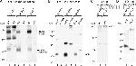 Connexin 36 Antibody in Western Blot (WB)