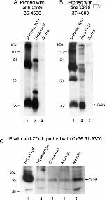 Connexin 36 Antibody in Western Blot (WB)