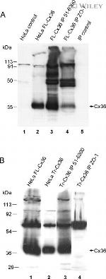 Connexin 36 Antibody in Western Blot (WB)