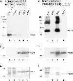 Connexin 36 Antibody in Western Blot (WB)