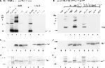 Connexin 36 Antibody in Western Blot (WB)