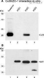 Connexin 30 Antibody in Western Blot (WB)