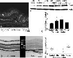 Connexin 36 Antibody in Western Blot (WB)