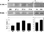 Opsin 4 Antibody in Western Blot (WB)