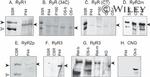 Ryanodine Receptor Antibody in Western Blot (WB)